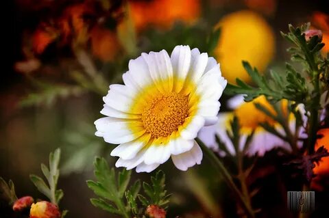 But flowers