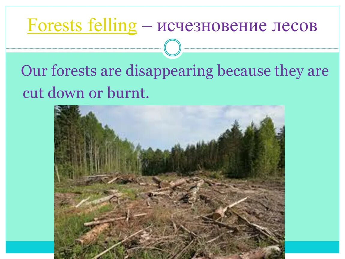 Forest are Cut down. Our Forests are disappearing. Cutting down Forests картинки. Cut them down