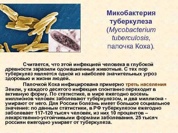 Возбудителем туберкулеза является палочка коха. Микобактерия туберкулеза палочка коха. палочка коха эпидемиология. палочка коха микробиология. антигены микобактерий туберкулеза.