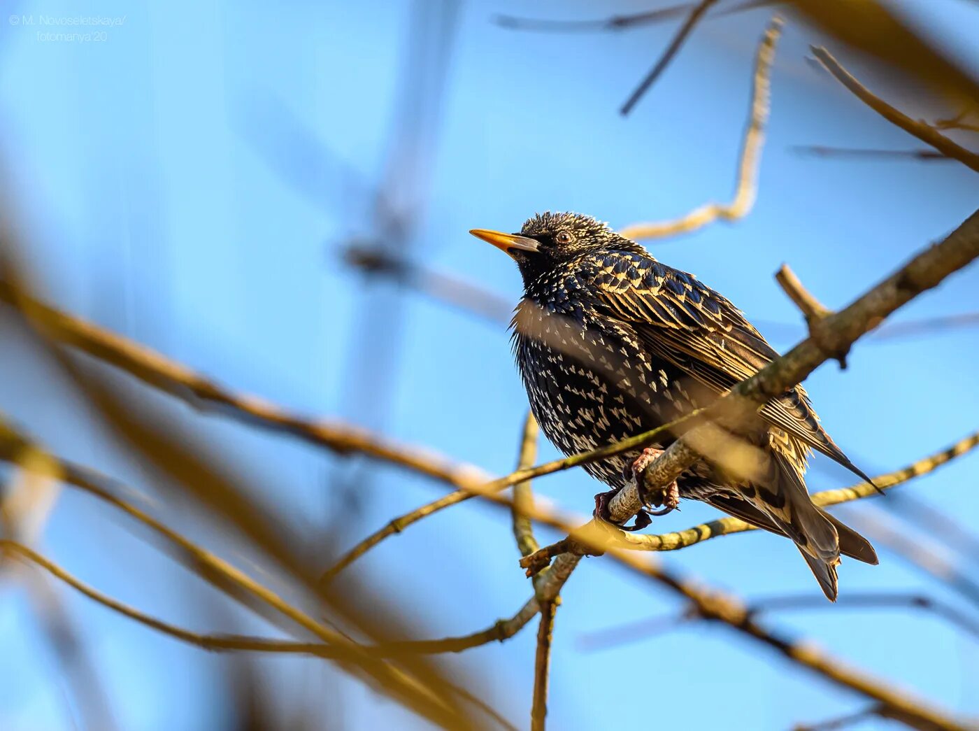скворец на веточке. скворец птичка певчая. первый скворец. первый скворец. скворец птица.