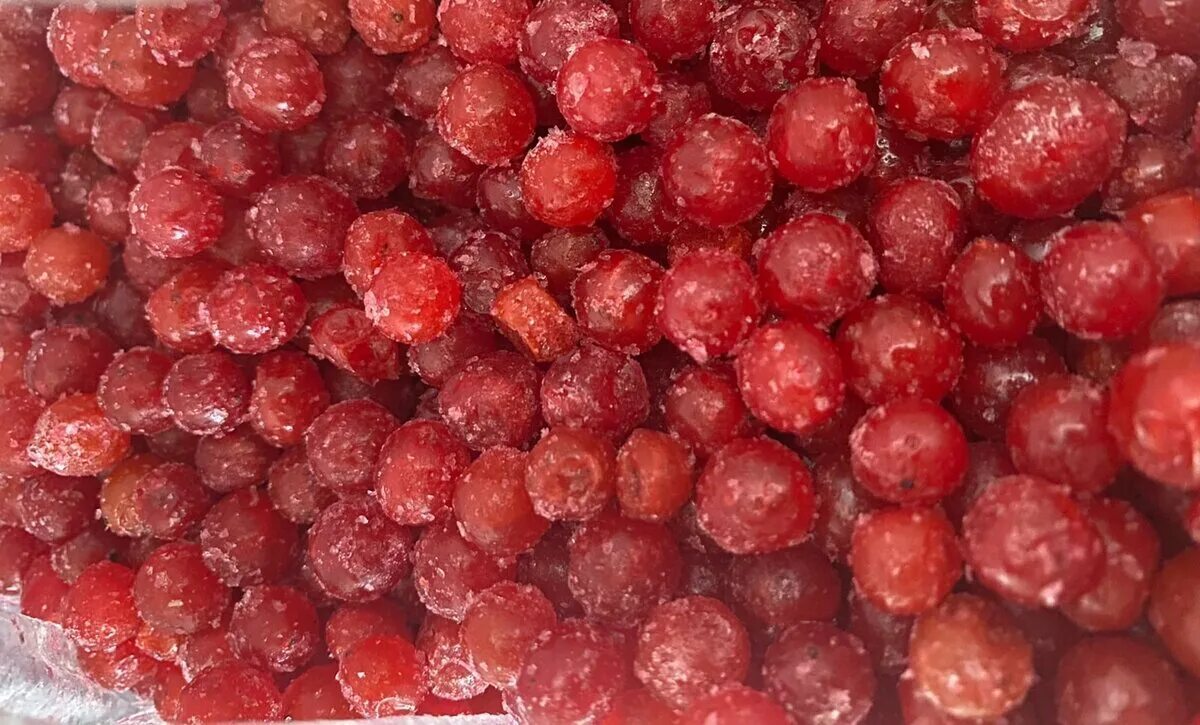 Клюква и брусника. Лесные ягоды клюква. Замороженные ягоды брусники. Брусника заморозка. Брусника ягоды заморозка.