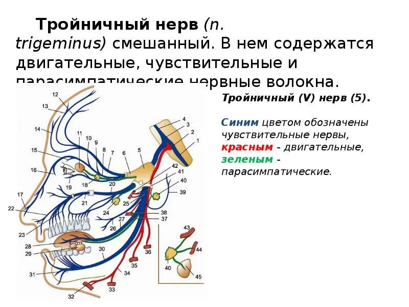 Ветви тройничного нерва схема. Чувствительные и двигательные волокна тройничного нерва. Тройничный нерв схема строения. Иннервация ветвей тройничного нерва. Тройничный нерв тест