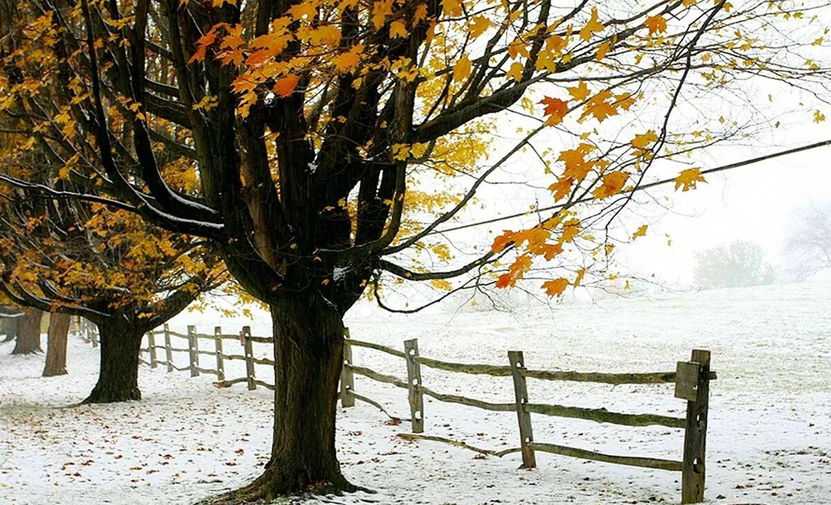 Осень и зиму корчагин не любил они. Ноябрь природа. Ранняя зима. Поздняя осень. Конец осени.