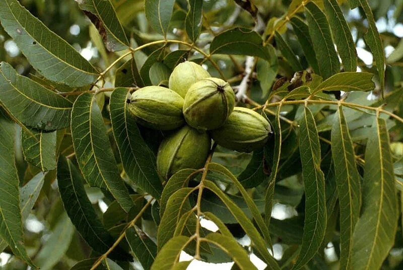 Орех пикантный. Кария пекан. Пекан кария иллинойская. Дерево орех пекан (Carya ILLINOINENSIS). Орех пекан (Carya ILLINOINENSIS) - плантация.