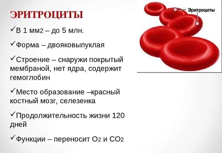 Эритроциты их строение и функции. Эритроциты строение и функции. форма строения эритроцитов человека. эритроциты особенности строения и функции.
