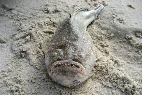 Черное море самое страшное