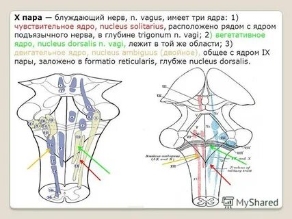 Ядра черепных нервов где