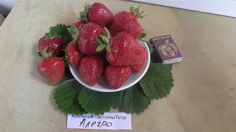 Аллегро клубника описание сорта фото отзывы садоводов