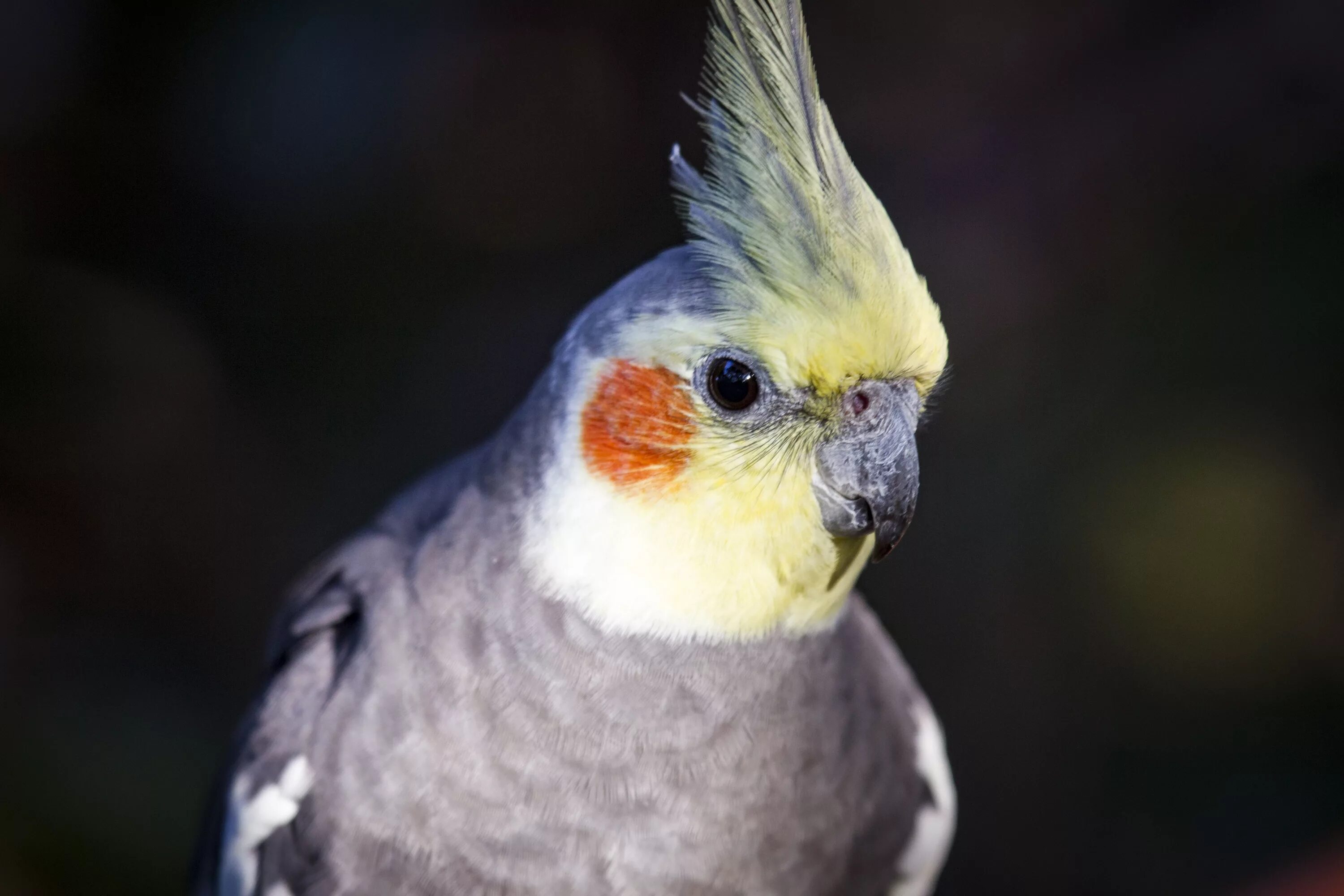 Корелла описание. Попугай корелла. Нимфа корелла попугай. Австралийский попугай корелла. Попугай корелла серый.