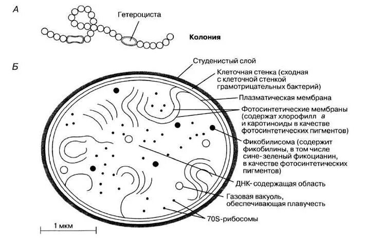 Схема строения прокариотической клетки цианобактерий. Строение клетки цианобактерий. Строение клетки цианобактерии рисунок. Структура цианобактерии. Строение цианобактерии мембрана уриновыйслой.