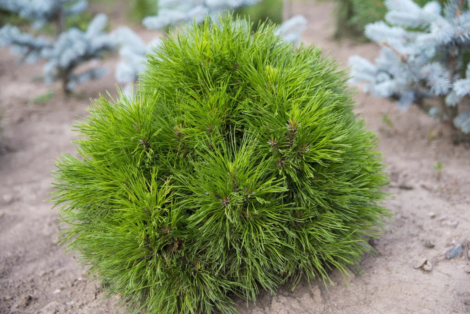 Сосна Горная (Pinus mugo Varella. Сосна Горная Varella Варелла. Сосна Горная (сорт 'Varella'). Варелла Pinus mugo. Сосна горная карликовая