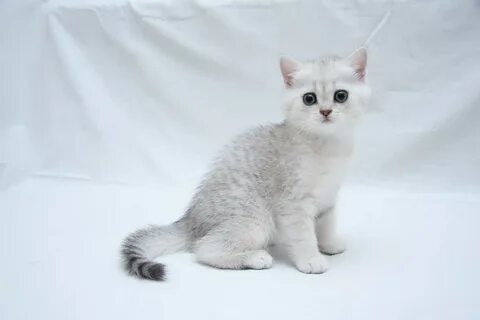 Серебристая шиншилла котенок