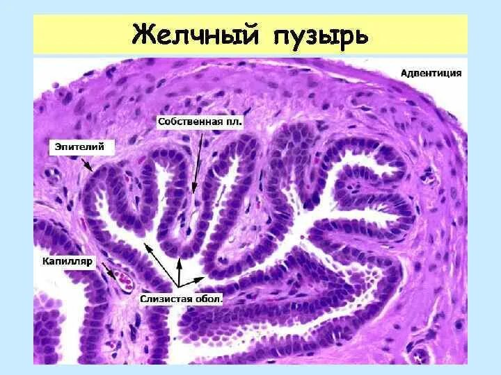 Слизистая оболочка желчного пузыря. Желчный пузырь гистология препарат. Эпителий желчных протоков гистология. Гистологическое строение желчного пузыря. Стенка желчного пузыря гистология.