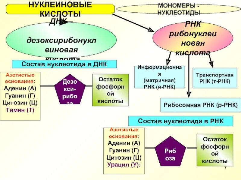 Элементы состава нуклеиновых кислот. Строение нуклеиновых кислот ДНК И РНК. Нуклеиновые кислоты рибонуклеиновая кислота. Нуклеотиды мономеры нуклеиновых кислот. Нуклеотиды и нуклеиновые кислоты.