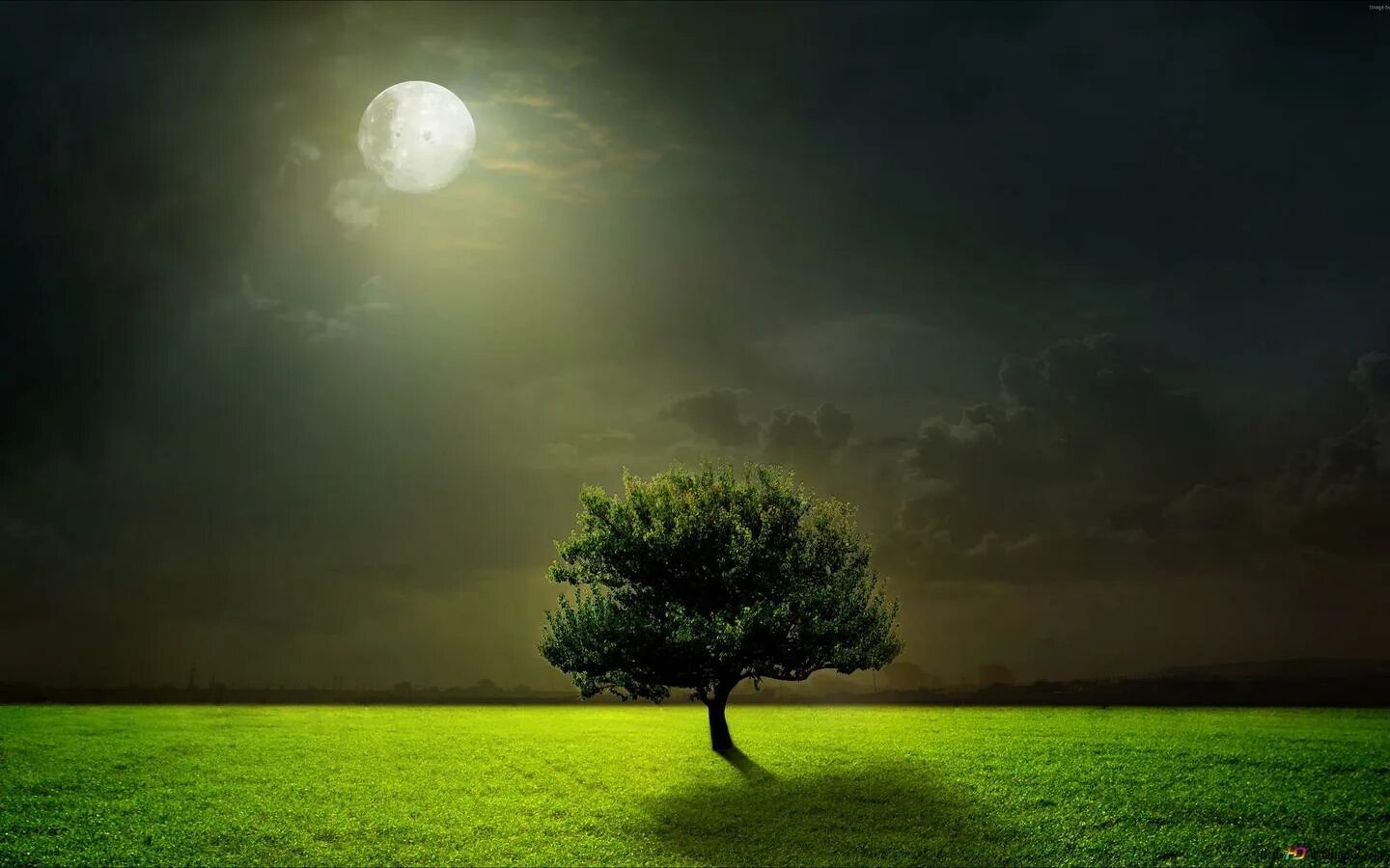 Одинокое дерево. Дерево ночью. Дерево зеленое. Дерево в поле ночью.