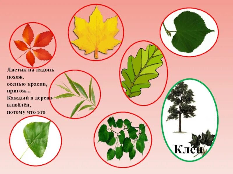Игра с какого дерева лист. Черешковые и сидячие листья. Выбери листик с правильным порядком действий. Листики которые летают в математике. Выбери листок тест.