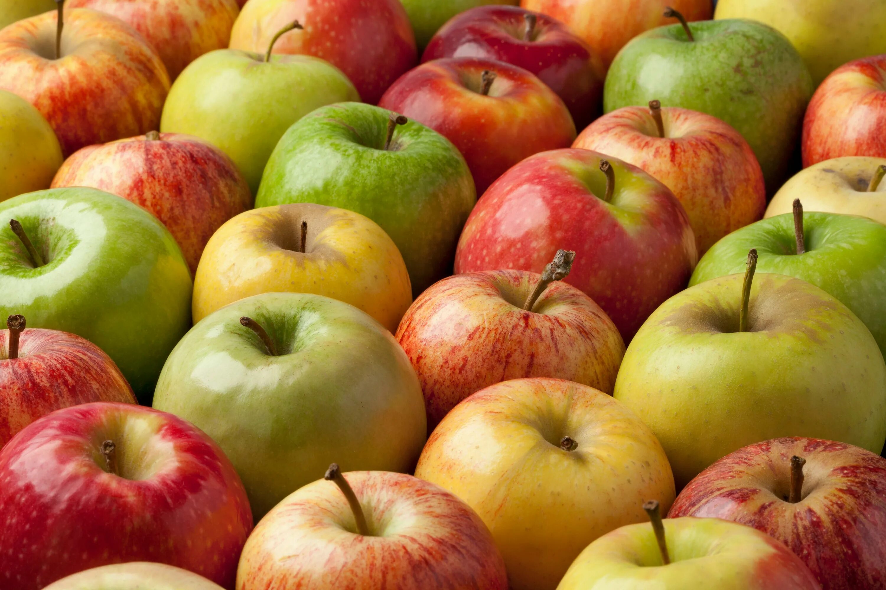 Яблоко. Разные яблоки. Разноцветные яблоки. Разные сорта яблок.