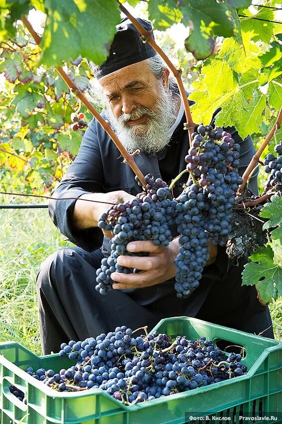 Афон монахи виноград. Сбор винограда. Сбор урожая винограда. Монах винодел. Сайты виноградарей