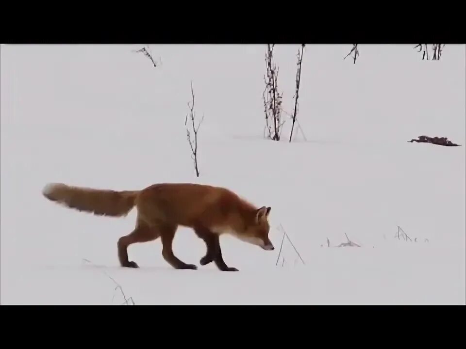 Охота на лисицу спид ап. Охота на Лис с манком крик зайца.