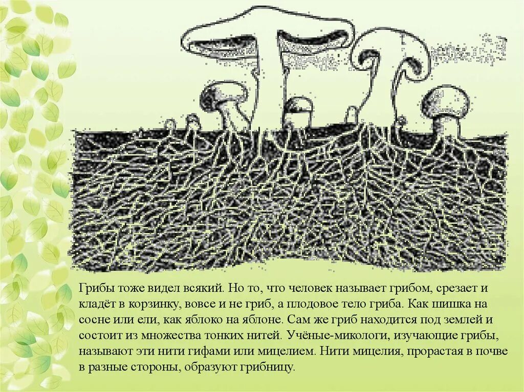 У некоторых грибов нити грибницы представляют собой. Корневая система гриба. Грибница корни. Корневая система грибницы. Корень гриба.
