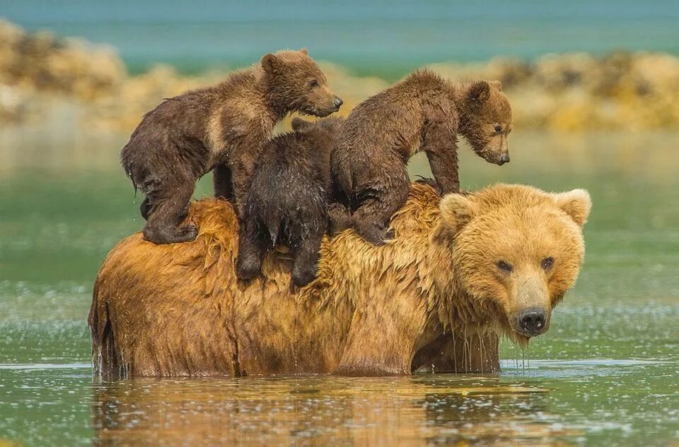 Заводи животных