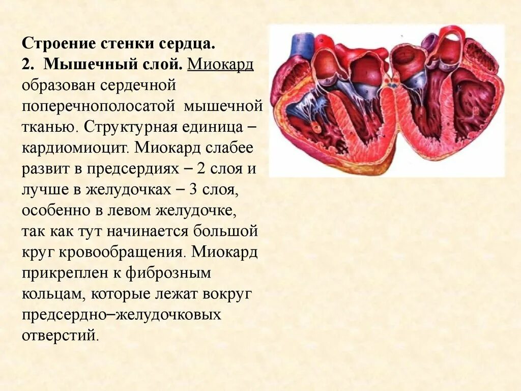 Стенки предсердий и желудочков. Миокард желудочков состоит из слоев. Стенки миокарда анатомия. Миокард предсердий и желудочков.