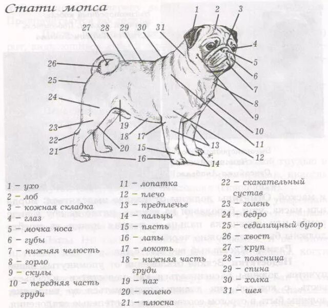 Вес щенка мопса по месяцам таблица. Сколько должен весить мопс. Вес щенка мопса по месяцам таблица. Фци стандарт породы мопс. Сколько должен весить мопс.