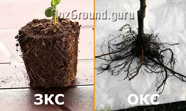 фриго саженцы малины. закрытая корневая система саженцы что это. зкс сеянцы сосны. саженцы яблони окс. закрытая корневая.