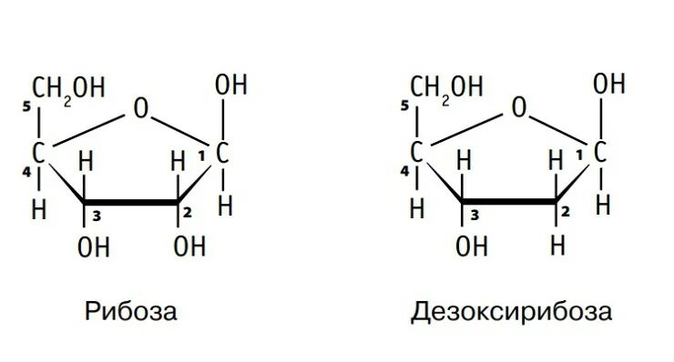 Рибоза рисунок. Структура рибозы и дезоксирибозы. Рибоза и дезоксирибоза формулы. Структурная формула рибозы и дезоксирибозы. Рибоза структурная формула.