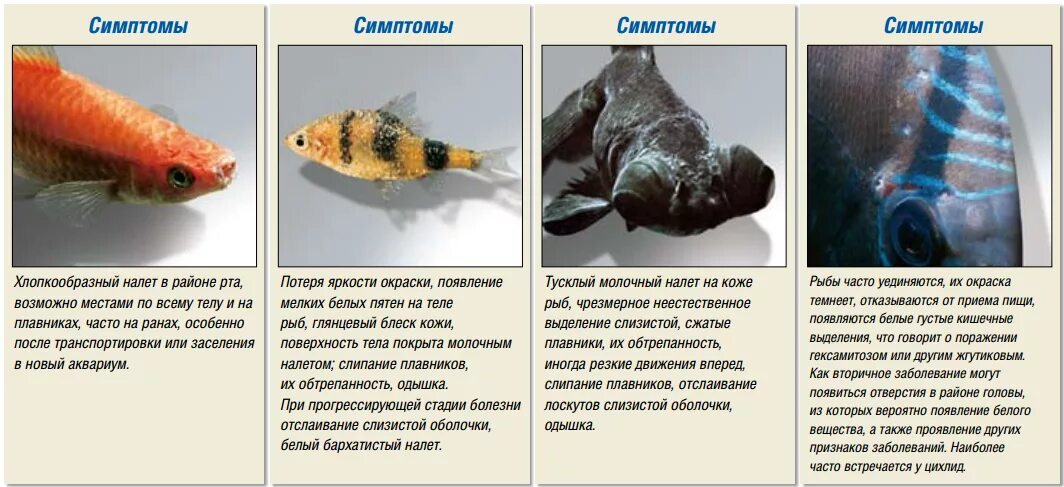 Болезни аквариумных рыб. Заболевания аквариумных рыбок. Болезни аквариумных рыб таблица. Характеристика аквариумных рыб.