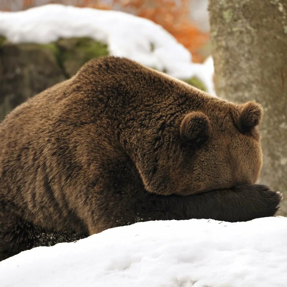 Бурый медведь берлоги и спячка. Бурый медведь берлоги и спячка. Медвежья берлога берлога медведя. Бурый медведь зимой в берлоге. Бурый медведь зимой в берлоге.