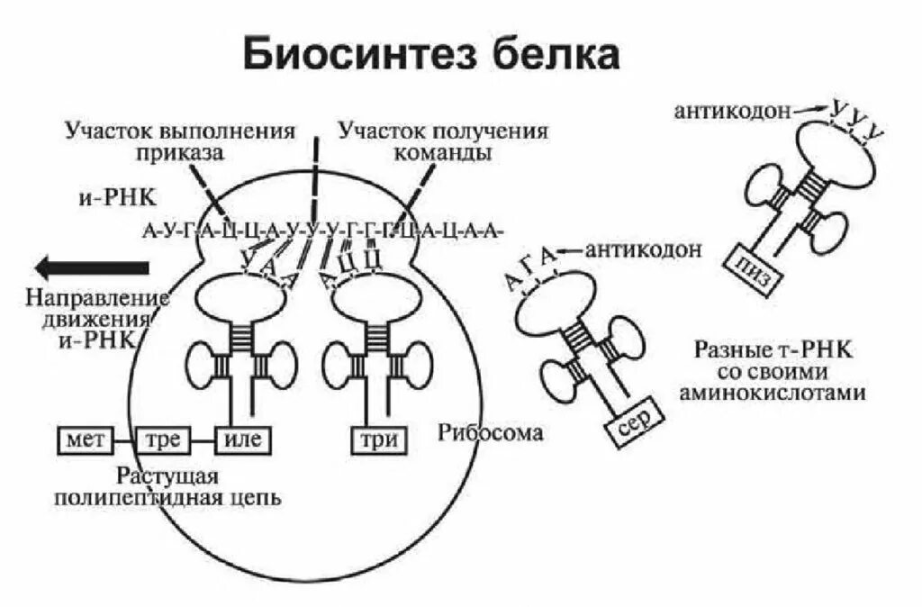 Биосинтез белков трансляция биохимия. Схема биосинтеза белка транскрипция и трансляция. Процесс биосинтеза белка структура. Процесс биосинтеза белка структура. Схема трансляции синтеза белка.