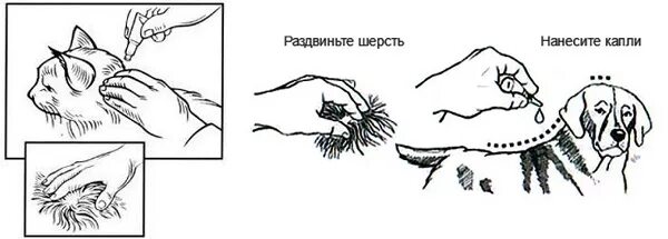 Как правильно наносить капли от клещей собаке