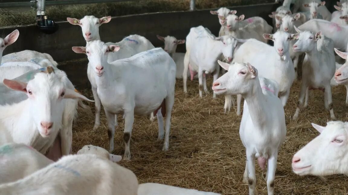 Авито крым барашки. Животноводство ставропольского края. Продукция козоводства. Ферма коз ставропольского край. Латте козочки.