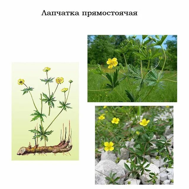 Травянистое растение с прямостоячим