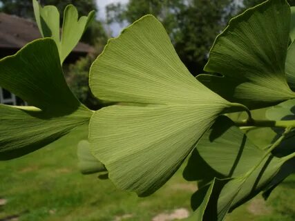 Ginko египетский