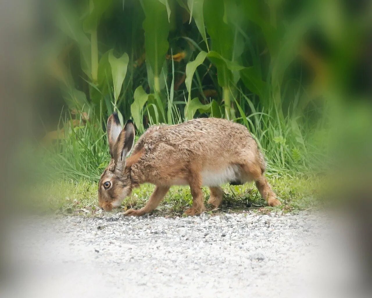 Зайчик в лесу. В лесу живет шустрый зайка. Зайка живет в лесу. Зайчишка в лесу. Колобок убегает от зайца.