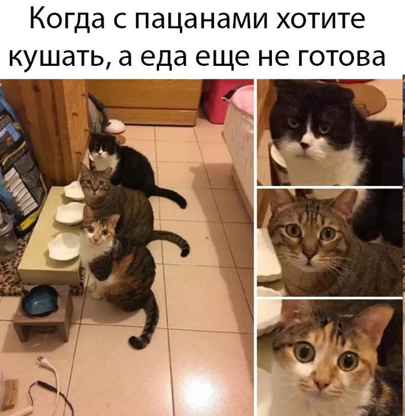 Пришел покормить кота а тут клининг. Коты мемы покорми. когда не кормил кота. кот и корм мем. покорми кота прикол.