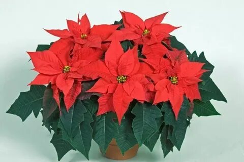 Stars plant