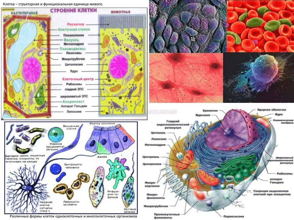 Клетка единица строения живого организма. Клетка функциональная единица живого. Структурные единицы клетки. Клетка структурная и функциональная единица живого. Клетка элементарная структурная единица живого.