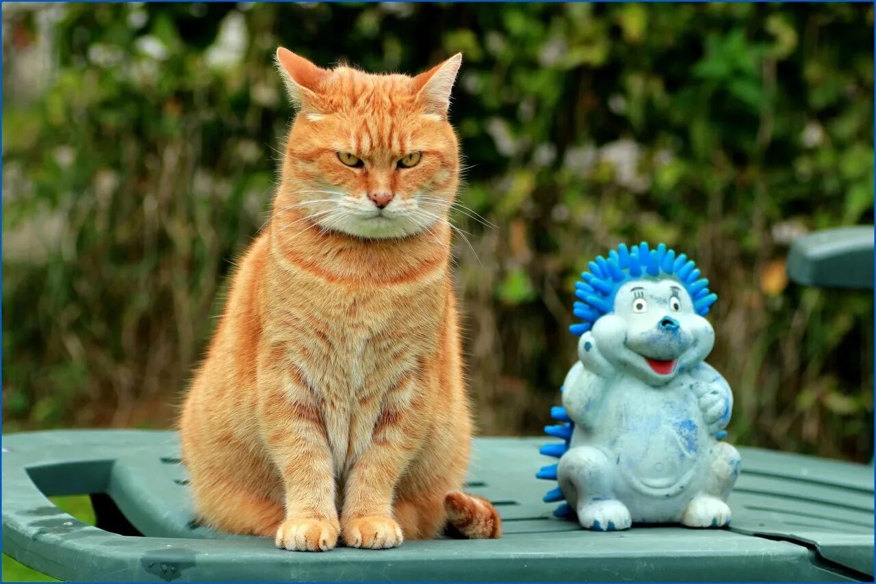 Смешные морды кошек. Коты. Кот улыбается. Крутой кот. Котик с бумажками.