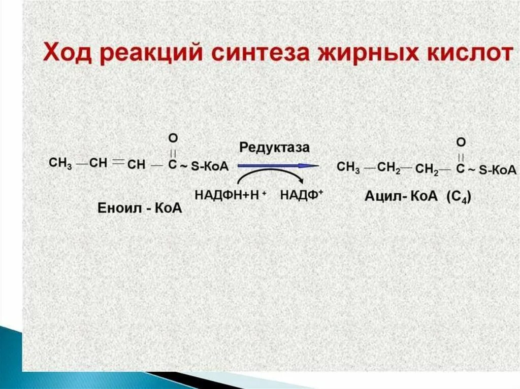 Синтез вжк. Синтез высших жирных кислот реакции. Ход реакции синтеза жирных кислот. Синтез жирных кислот из ацетил КОА реакции. Синтез жирных кислот биохимия реакции.