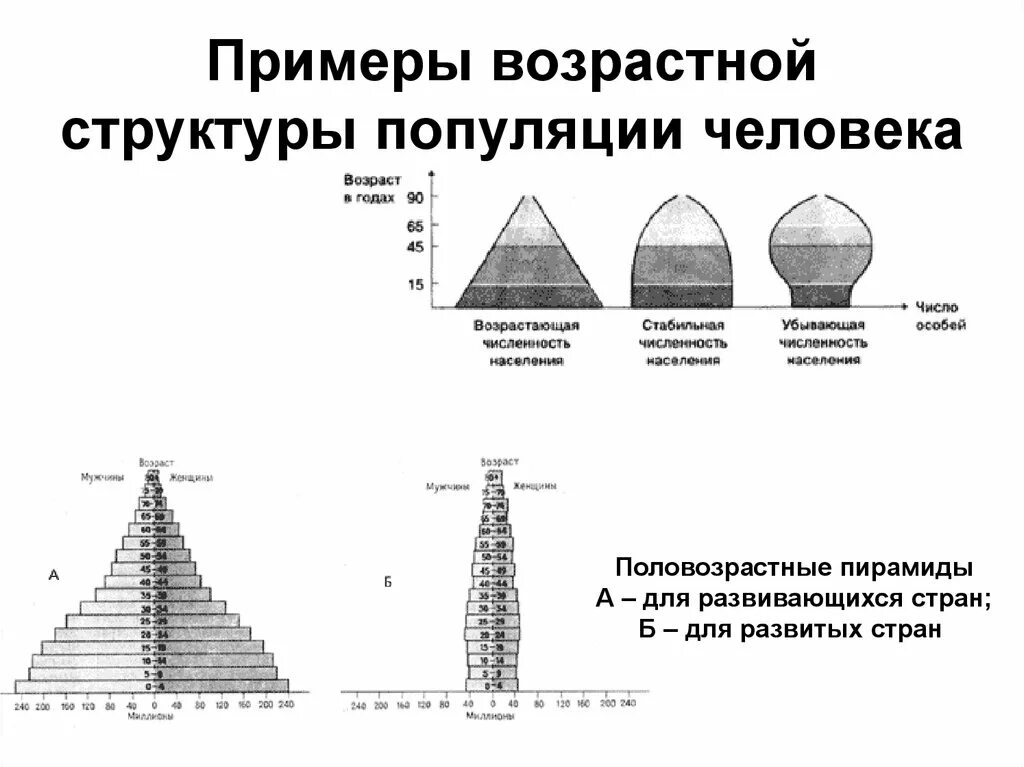 Что такое возрастная структура популяции. Возрастная структура популяции примеры. демографическая структура популяции таблица. возрастная структура популяции пирамиды возрастов.