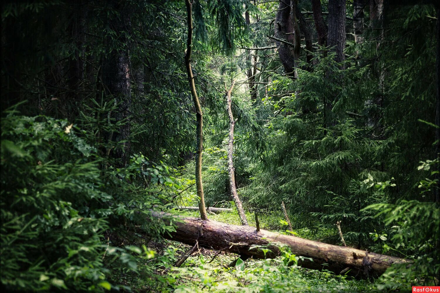 самый густой лес. картинки леса. национальный парк редвуд штат калифорния. лианы в сельве. дремучий лес карамзина.
