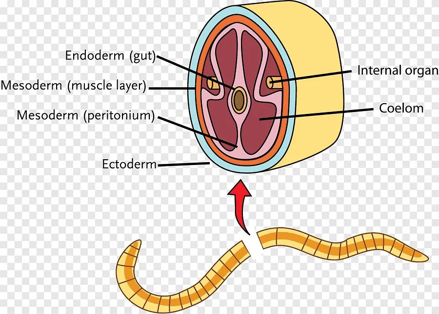 Мезодерма медузы. Мезодерма медузы. Строение медузы 7 класс биология. Мезодерм крем. Мезодерма сетчатки глаза.