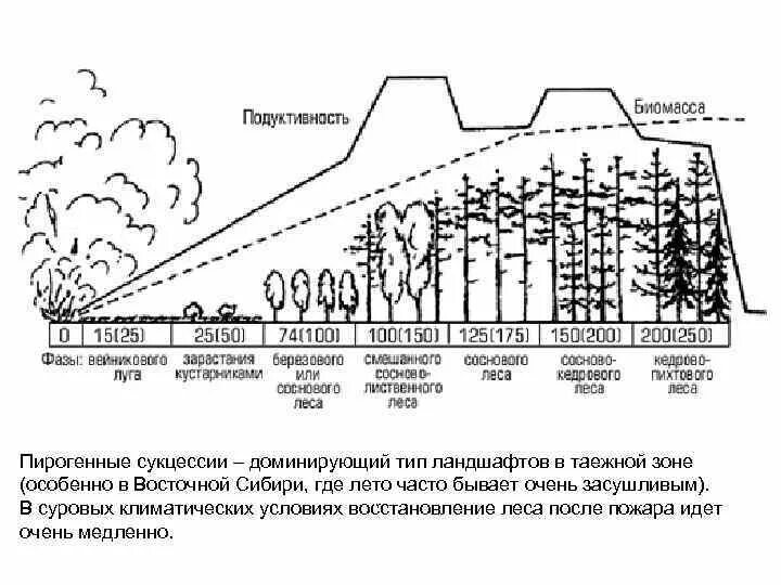 Сукцессия после пожара. Схема сукцессии леса. Восстановление леса после пожара сукцессия. Сукцессия леса после пожара схема. Этапы сукцессии после пожара в лесу.