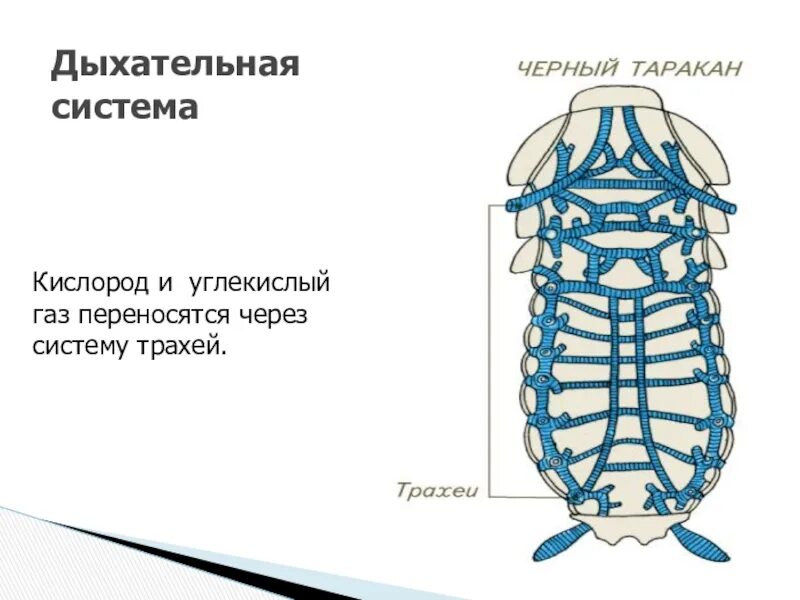 В чем особенность трахейного дыхания. Трахейная система черного таракана. Дыхательная система система насекомых. Строение дыхательной системы насекомых. Трахейная дыхательная система насекомых.