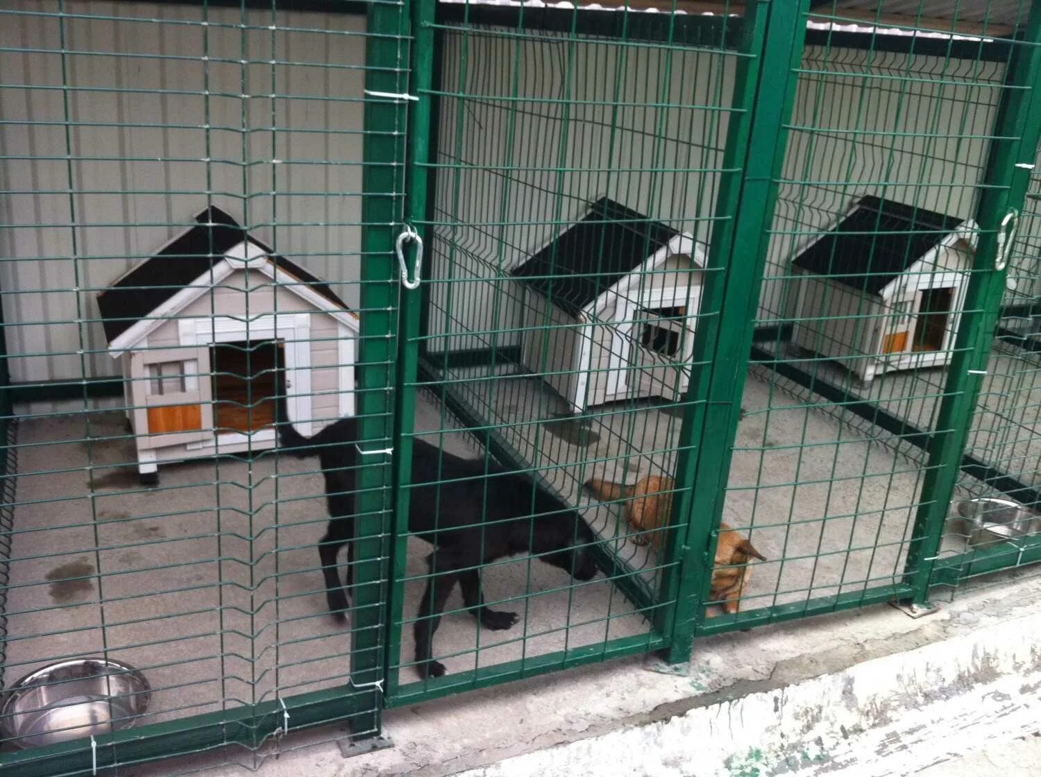 Котлас приют для животных. Муниципальный приют для бездомных животных сао москвы. поводок сочи приют. приют для собак поводог. питомник животных.