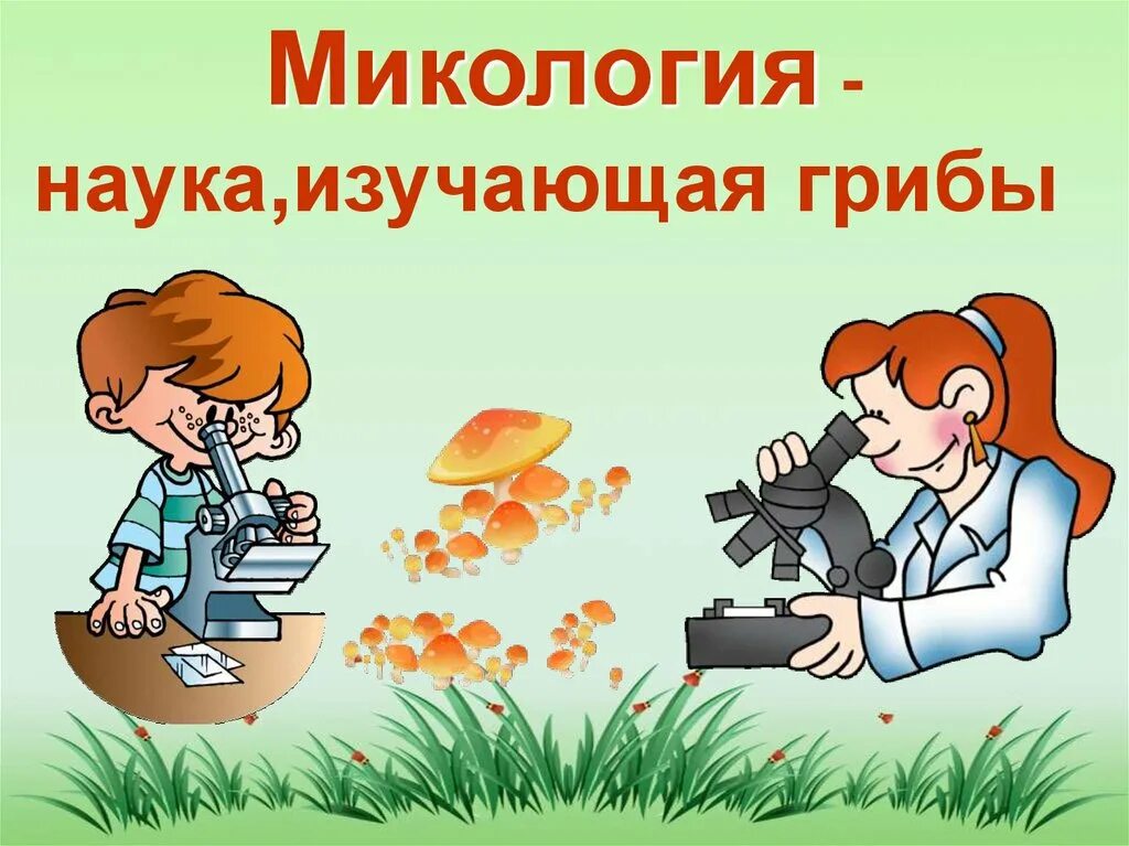 Наука про грибы. Микология. Микология это наука изучающая. Наука изучающая грибы. Что изучает микология.