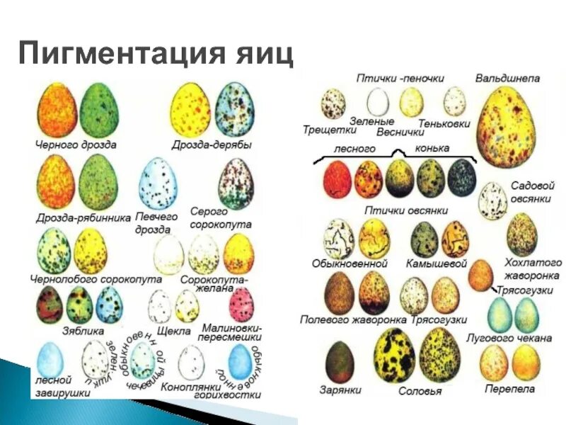 Редкие яйца в мм2 на каких картах. Разновидности яиц. Яйца птиц. Развитие яйца у птиц. Разнообразие формы и цвета яиц.